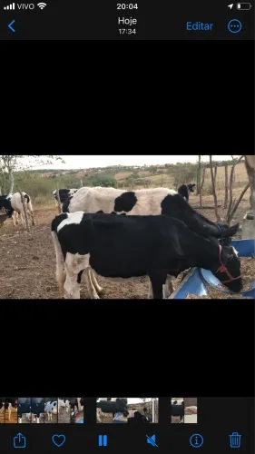 3 Bezerras com ótima genética leiteira