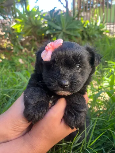 Filhote Fêmea de Schnauzer Disponível em duas variações de cores