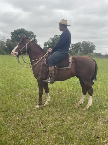 Cavalo crioulo filho de galo de Santa edwisges