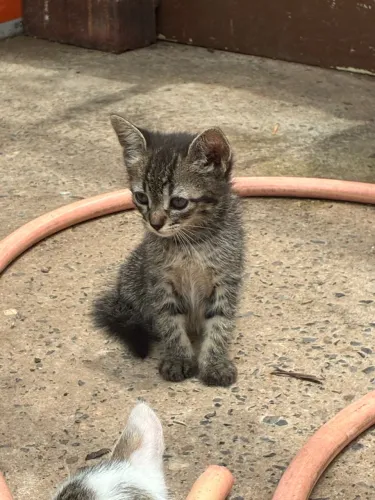 Doa se gatinhos