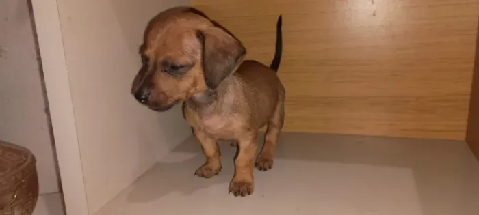 Filhotes de daschshund 