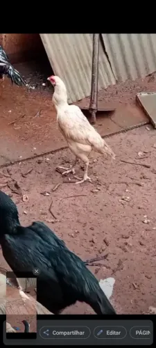 Vendo galinha 