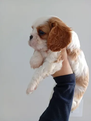 Cavalier king macho disponivel