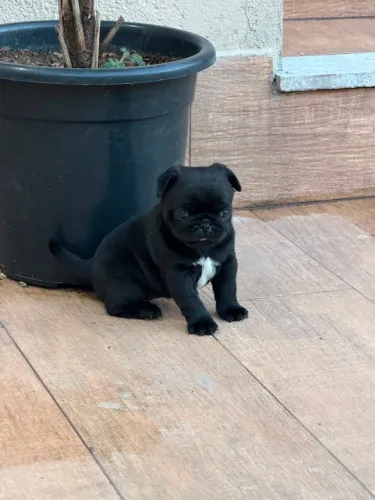 Filhote de Pug