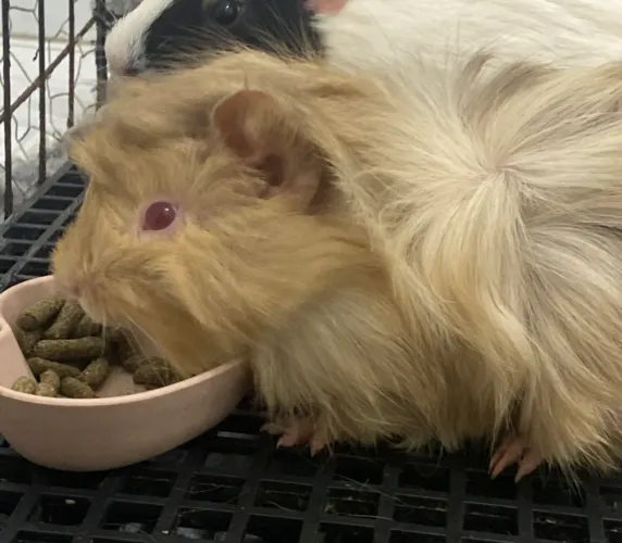 Porquinho da Índia raça Abissínio