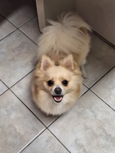 Fêmeas Lulu da pomerania
