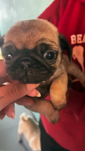 Pug Micro Macho (parcelo)