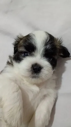 Filhote de Lhasa 