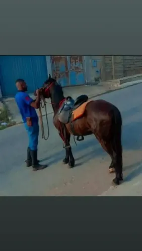 Vendo cavalo garanhão do meio premiado em pista