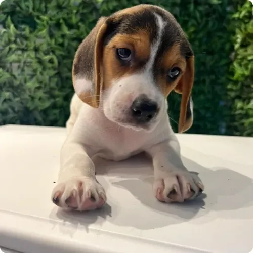 Beagle filhotes seu primeiro cachorrinho