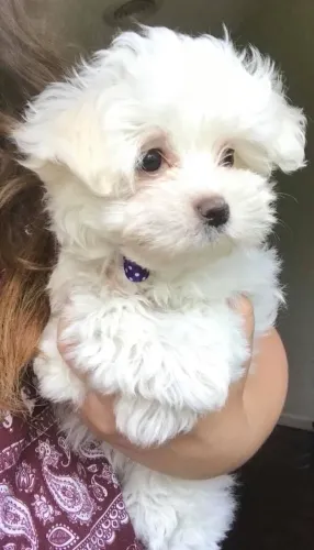 Maltês Um cachorrinho esperando por um novo começo