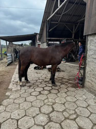 Cavalo capado crioulo