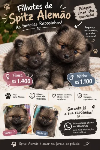 Filhotes spitz alemão/lulu pomerania