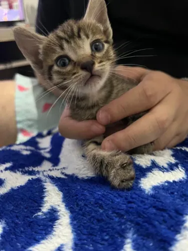 Gatinhos para doação