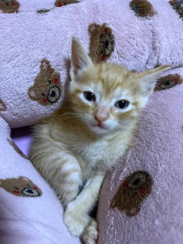 Doação de gatos