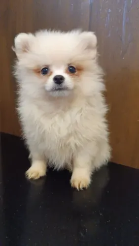 Spitz alemão macho