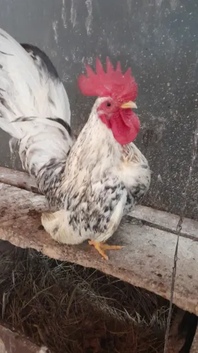 Vendo  um casal de garnizes nagazak 