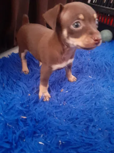 Pinscher chocolate MACHO