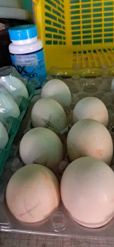 Ovo de pata