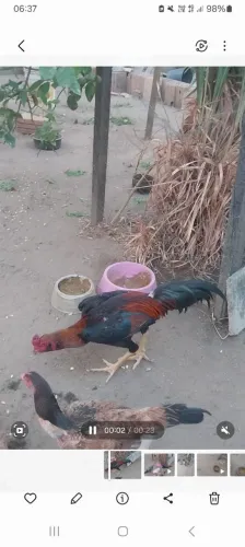 Vendo frango índio barbudo de procedencia