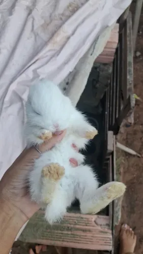 Coelhos 