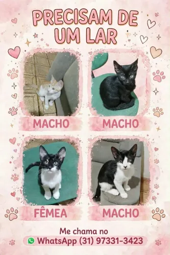 Gatinhos para adoção