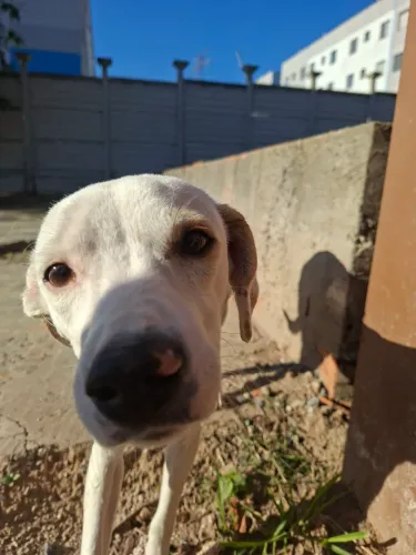 Procuro uma família para dar amor de pet