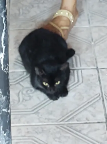 Gata CASTRADA pantera