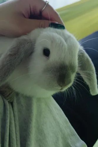 MINI COELHO NÃO CRESCE