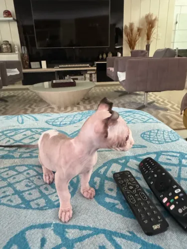 Vendo linda gata Sphynx (Dwelf)