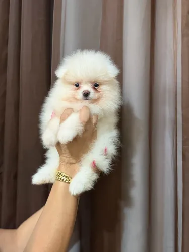 Spitz alemão menina