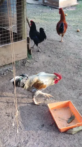Galos