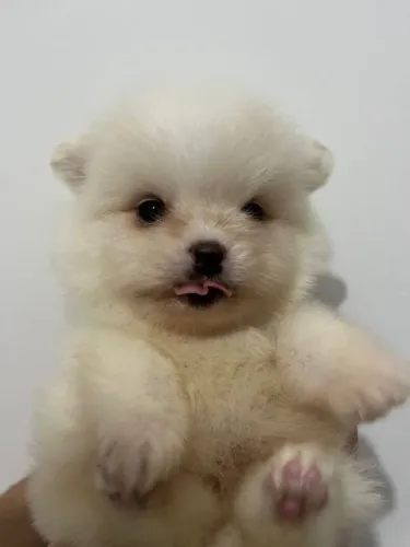  Lindos filhotes de lulu pomerania anão ? 