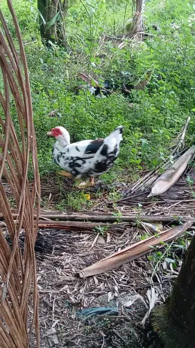 Vende-se patos adultos