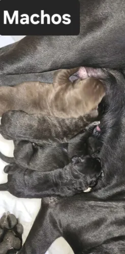 FILHOTES DE CANE CORSO ITALIANO C/PEDIGREE