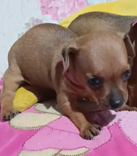Pinscher fêmea miniatura