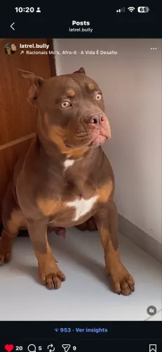 American Bully Cobertura