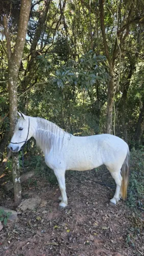 Cavalo marcha picada
