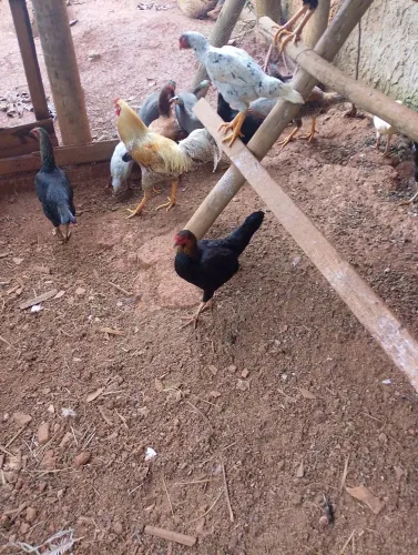 Vendo galinha caipira 