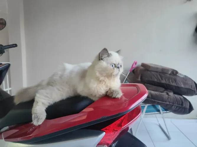 Venda gata 
