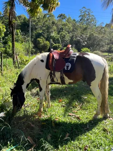 Cavalo capado , vai completo sela