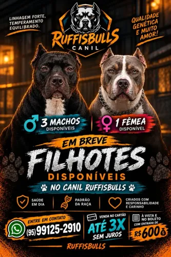 American bully