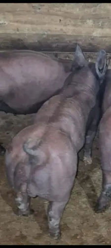 Vendo pietram