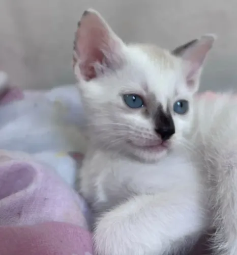 GATA FÊMEA 2 MESES PARA ADOÇÃO