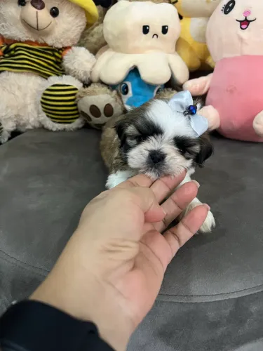 Fêmeas raça Shih tzu disponíveis.