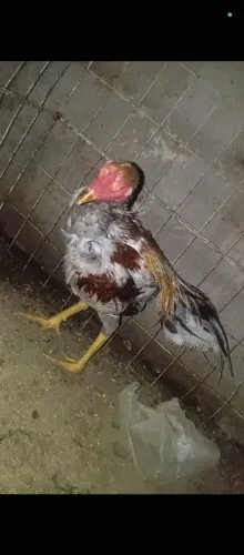 Galos e galinhas de raça