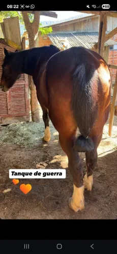 Cavalos Crioulos