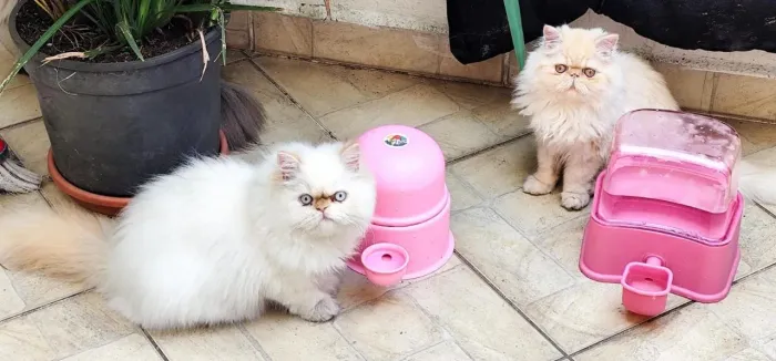 A mais linda gatinha persa com pedigree 