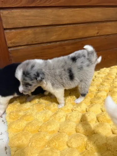 Border colllie com pedigree CBKC - filhote puro