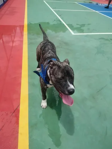 Doa-se cachorro de raça 